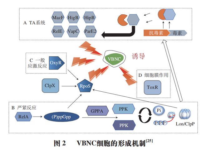 《食品科学》：上海理工大学董庆利教授等：食源性致bandao网站病菌活的不可培养状态诱导、复苏及检测的研究进展(图3)