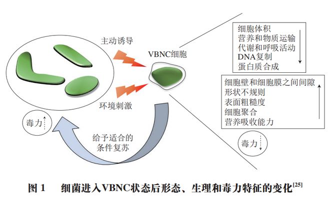 《食品科学》：上海理工大学董庆利教授等：食源性致bandao网站病菌活的不可培养状态诱导、复苏及检测的研究进展(图2)